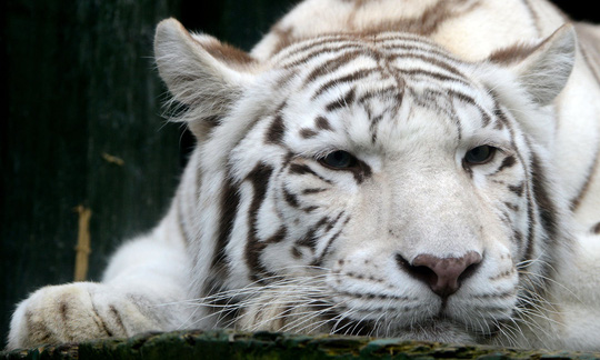 Hổ trắng quý hiếm vồ chết nhân viên sở thú ở Nhật Bản 1
