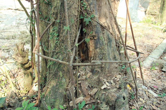 Người chi 26 tỷ mua gỗ cây sưa làng Đông Cốc: Cây sưa 100 tỷ đồng là không tưởng - Ảnh 1.