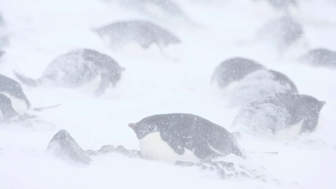 Nghĩa địa xác ướp chim cánh cụt hàng trăm con tại Nam Cực hé lộ rất nhiều điều về tương lai biến đổi khí hậu - Ảnh 1.