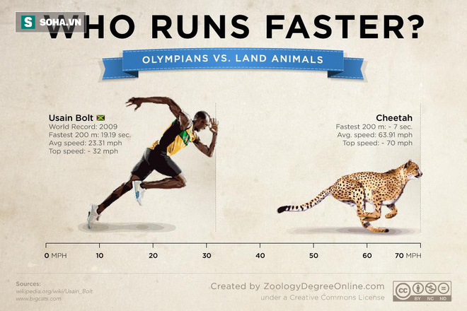 Nếu chạy đua 100m, Usain Bolt cần được 'chấp' bao xa mới xứng đáng làm đối thủ của báo săn? 1