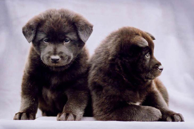 7 giống chó quý hiếm nhưng ít người biết đến, có cả quốc khuyển Triều Tiên dữ như cọp - Ảnh 8.