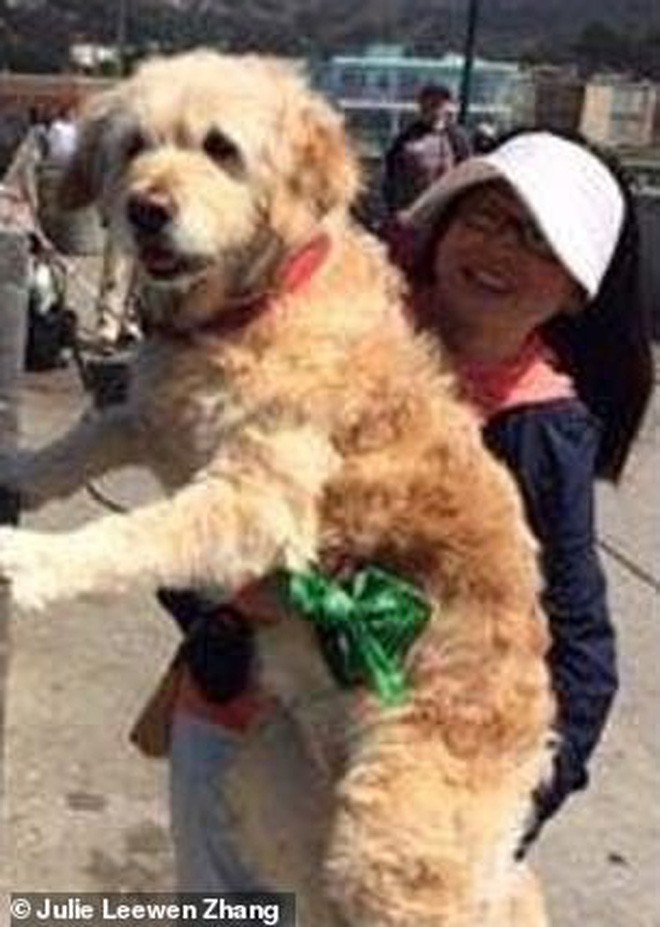 Trung Quốc: Cô gái trẻ ôm chó gào khóc thảm thiết vì vừa đưa từ Mỹ về đã bị hàng xóm đánh bả chết - Ảnh 6.