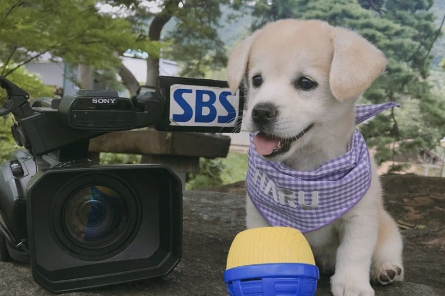 Ngôi sao mới MXH Hàn Quốc: Từ chú cún bị bỏ rơi trở thành boss quốc dân, được lên cả đài SBS mới oách - Ảnh 6.