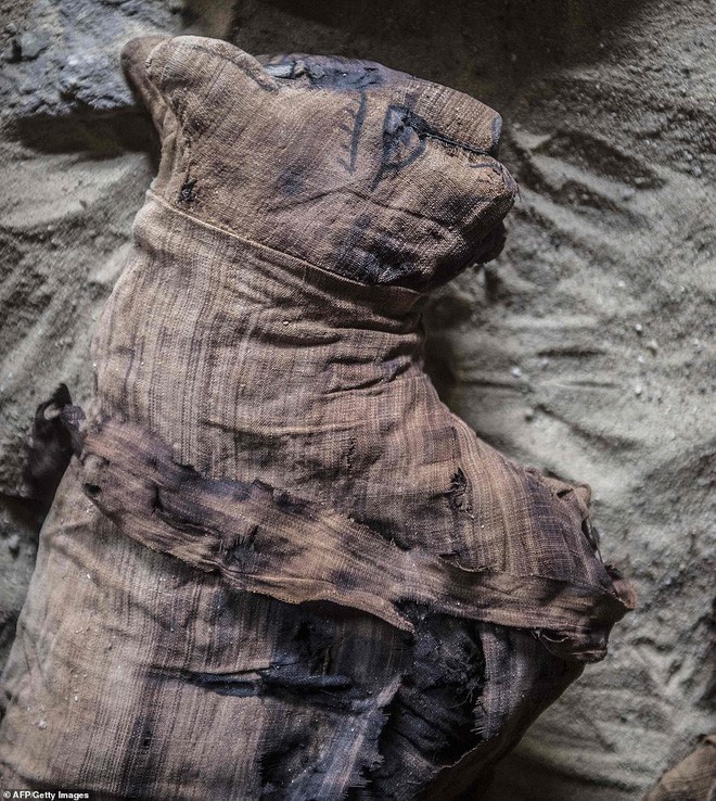 Cận cảnh xác ướp bọ hung và mèo bên trong ngôi mộ Ai Cập 4.500 năm tuổi - Ảnh 1.