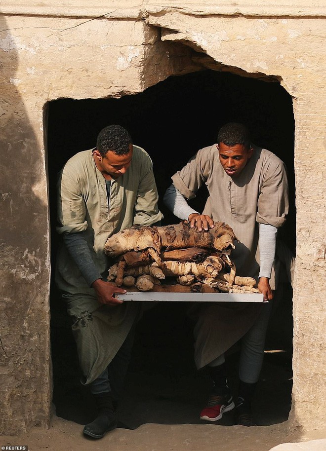 Cận cảnh xác ướp bọ hung và mèo bên trong ngôi mộ Ai Cập 4.500 năm tuổi 4