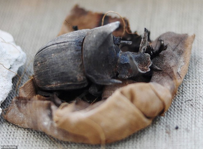 Cận cảnh xác ướp bọ hung và mèo bên trong ngôi mộ Ai Cập 4.500 năm tuổi - Ảnh 7.