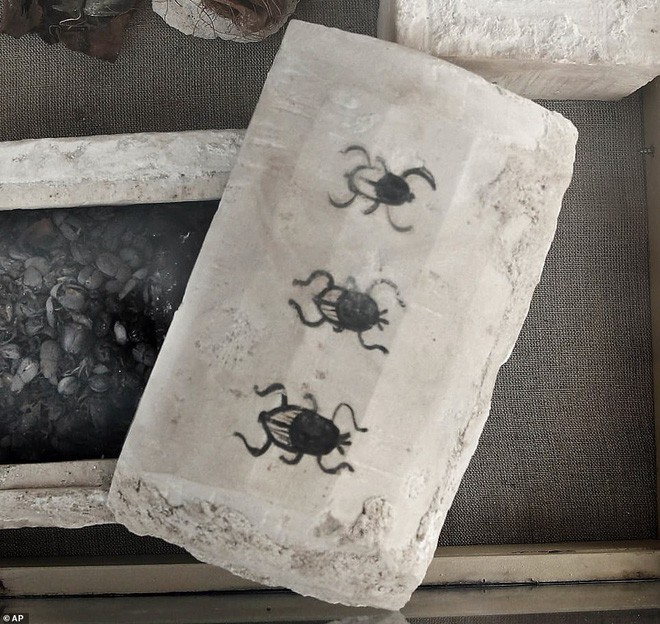 Cận cảnh xác ướp bọ hung và mèo bên trong ngôi mộ Ai Cập 4.500 năm tuổi - Ảnh 8.