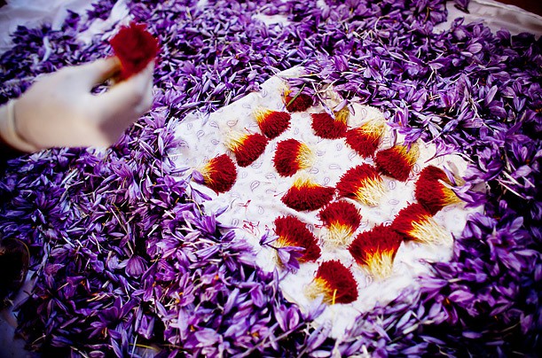 Bí mật thú vị của saffron - gia vị đắt nhất thế giới gần 1 tỷ/kg từng được Nữ hoàng Ai Cập dùng dưỡng nhan 3