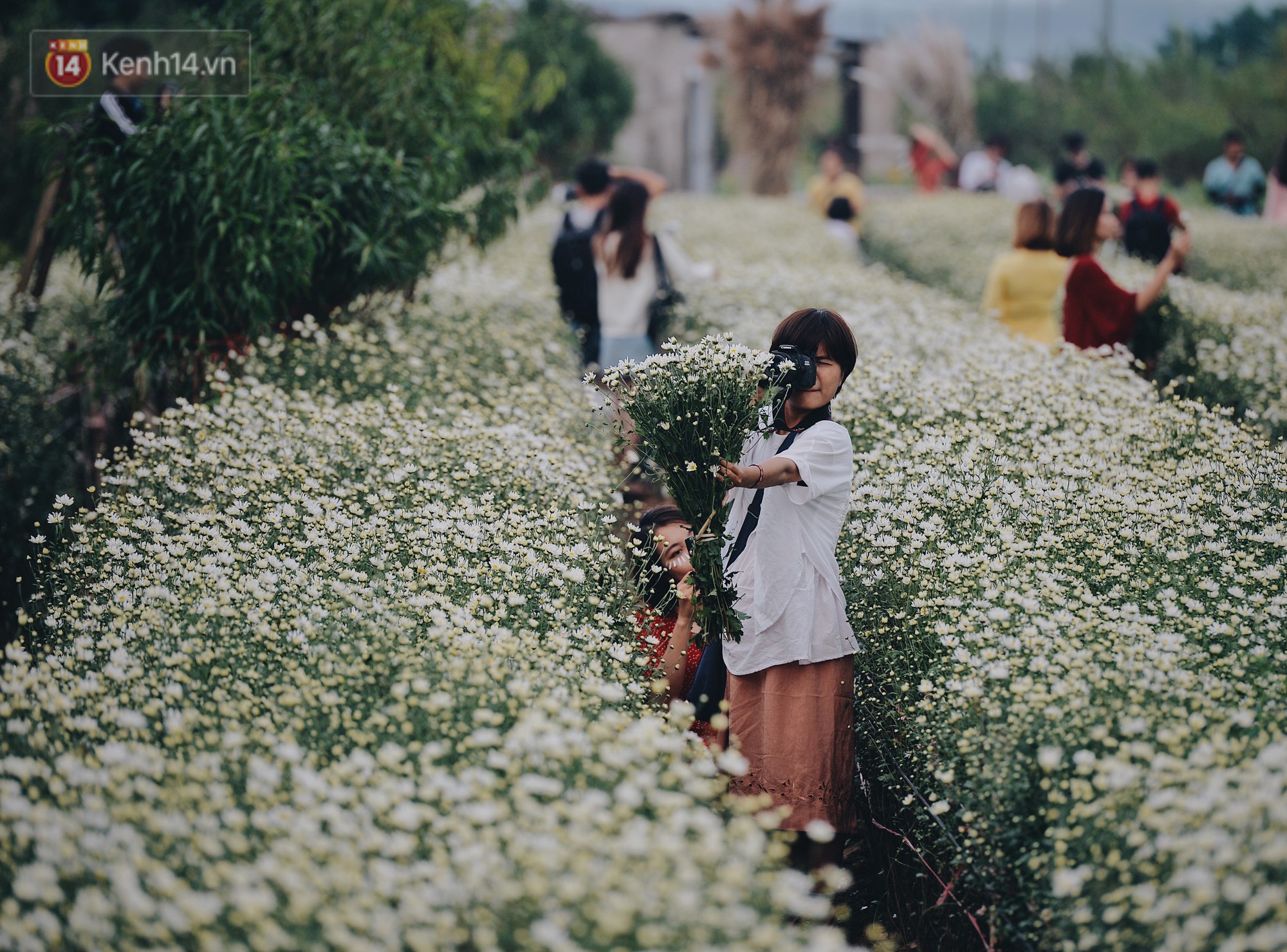 Vườn cúc hoạ mi ở Hà Nội 'thất thủ' cuối tuần: 1 mét vuông có chục nhiếp ảnh gia và mẫu 13