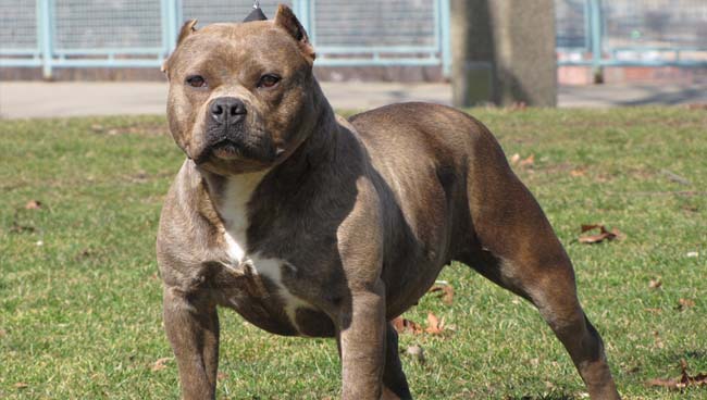Chó Pitbull nặng 30kg điên cuồng lao vào cắn nữ chủ nhà và hàng xóm nhập viện 2