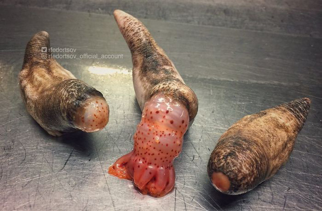 Những sinh vật kì dị nhất từng được bắt lên từ đáy biển, ai yếu tim quá không nên xem - Ảnh 13. Những sinh vật kì dị nhất từng được bắt lên từ đáy biển, ai yếu tim quá không nên xem 14