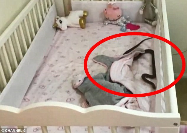 Theo dõi con ngủ qua video, mẹ phát hiện 'chấm đen lớn' đang di chuyển trên người bé 5