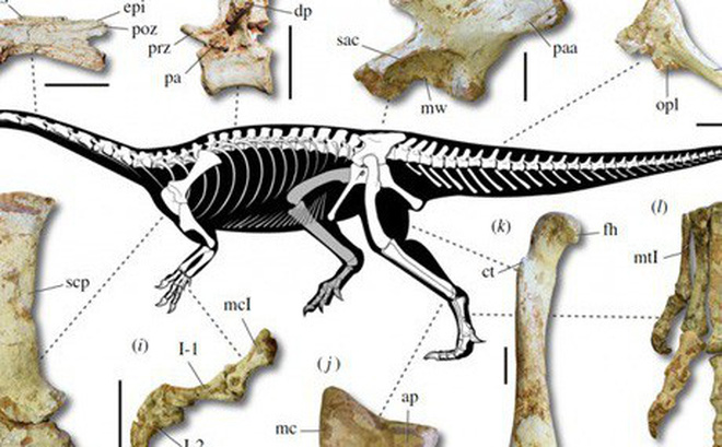 Brazil phát hiện hóa thạch khủng long cổ dài lâu đời nhất thế giới 1