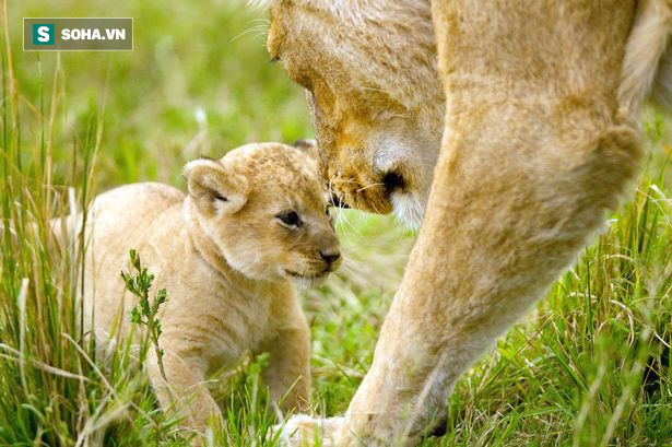 BBC gây xúc động mạnh với khoảnh khắc từ biệt đứa con bị trúng độc của sư tử cái - Ảnh 1.