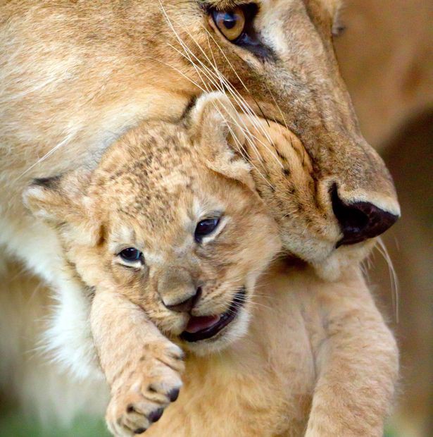 BBC gây xúc động mạnh với khoảnh khắc từ biệt đứa con bị trúng độc của sư tử cái - Ảnh 3.