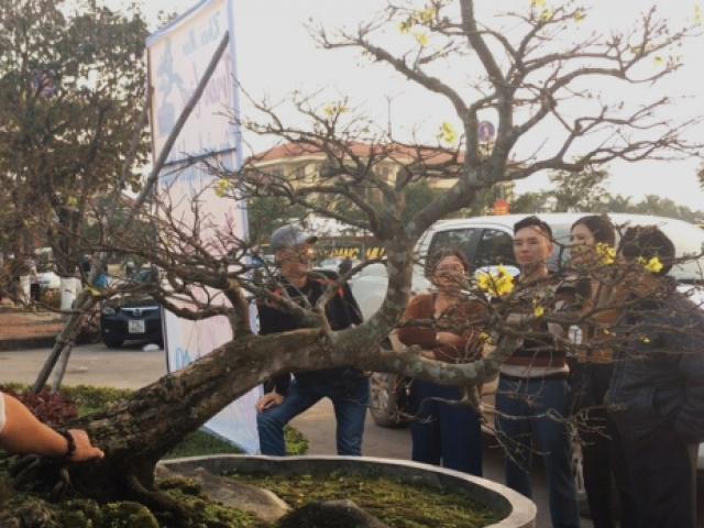 Cây mai tiến vua thế bạt phong, giá 5 tỷ gây sốt ở Quảng Bình - ảnh 1 Hình ảnh Cây mai tiến vua thế bạt phong, giá 5 tỷ gây sốt ở Quảng Bình số 1