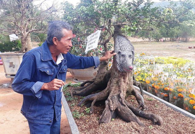 Cận cảnh cây khế đầu heo có giá nửa tỷ đồng được bày bán thu hút người dân Sài Gòn - ảnh 3 Hình ảnh Cận cảnh cây khế đầu heo có giá nửa tỷ đồng được bày bán thu hút người dân Sài Gòn số 3