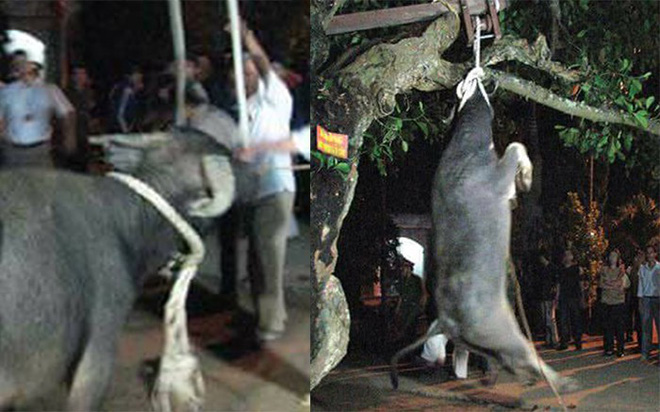 Đại đức Thích Minh Thành: Đầu năm mà đâm trâu, chém lợn thì làm sao có phúc, bình an? - ảnh 3 Hình ảnh Đại đức Thích Minh Thành: Đầu năm mà đâm trâu, chém lợn thì làm sao có phúc, bình an? số 3