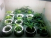 Choáng với “công nghệ” trồng cần sa trong nhà vừa phát hiện tại Hải Phòng 