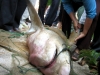 Cá mập 'khủng' nặng 80kg chết gần bãi tắm Quy Nhơn 
