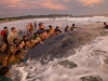 Hơn 50 người kiệt sức giải cứu cá voi khổng lồ mắc cạn bên bờ biển