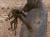 Clip khỉ mẹ chiến đấu với cá sấu giành lại con mình