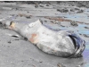Cá mập 'khủng' trôi dạt vào bờ biển Nghệ An