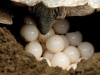 Mục sở thị cảnh rùa biển đào hố và đẻ trứng