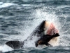 Video: Hải cẩu thoát cú đớp chí mạng của cá mập trắng