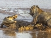 Trận quyết chiến giữa sát thủ cá sấu 'khủng' và sư tử