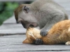 Video: Hài hước cảnh chú khỉ ôm hôn mèo thắm thiết