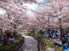 Hà Nội sẽ trồng hoa anh đào Nhật Bản tại Công viên Hòa Bình