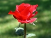 Ý nghĩa thú vị về hoa hồng đỏ