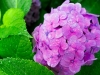 Ý nghĩa và cách đổi màu cho hoa cẩm tú cầu 