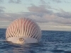 Lạ kỳ xác cá voi căng phồng như quả bóng trên biển