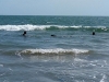 Hải cẩu xứ lạnh lại xuất hiện ở vùng biển Bình Thuận