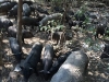 Hơn 300 con lợn rừng xuất hiện bất ngờ khiến làng quê náo loạn
