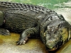 Bí mật về cá sấu 'quái vật' khủng nhất thế giới