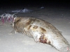 Ngư dân chôn cất xác cá thần dạt vào bờ biển ở Hà Tĩnh
