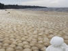 Kỳ lạ hiện tượng hàng trăm nghìn quả cầu băng bí ẩn xuất hiện bên bờ biển