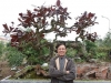 Chiêm ngưỡng cây bàng lá đỏ 'bão táp mưa sa' của cựu Trung tướng Phan Văn Vĩnh