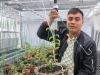 Màn giao dịch lan đột biến Ngọc Sơn Cước 250 tỷ gây chấn động ở Quảng Ninh: Chủ vườn lên tiếng