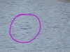 2 con cá sấu ‘bơi lội’ trong hồ nước Vũng Tàu khiến dân tình ‘phát hoảng’