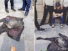 Nam thanh niên câu trộm rùa ở Hồ Gươm bị bắt giữ