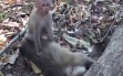 Video: Khỉ con lay xác mẹ nhiều giờ giữa nắng nóng gây bão