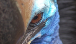 Đà điểu Cassowary loài chim gây ra cái chết khủng khiếp nhất