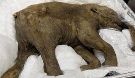 Phát hiện xác ướp voi ma mút 42.000 năm tuổi