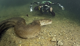 Cận cảnh trăn Anaconda 'thủy quái' ăn thịt người sông Amazon
