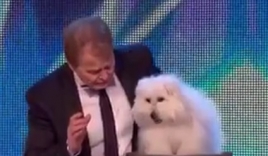 Video chú chó biết nói và hát khiến khán giả kinh ngạc