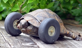 Video: 'Cụ' rùa 90 tuổi được lắp bánh xe làm chân giả